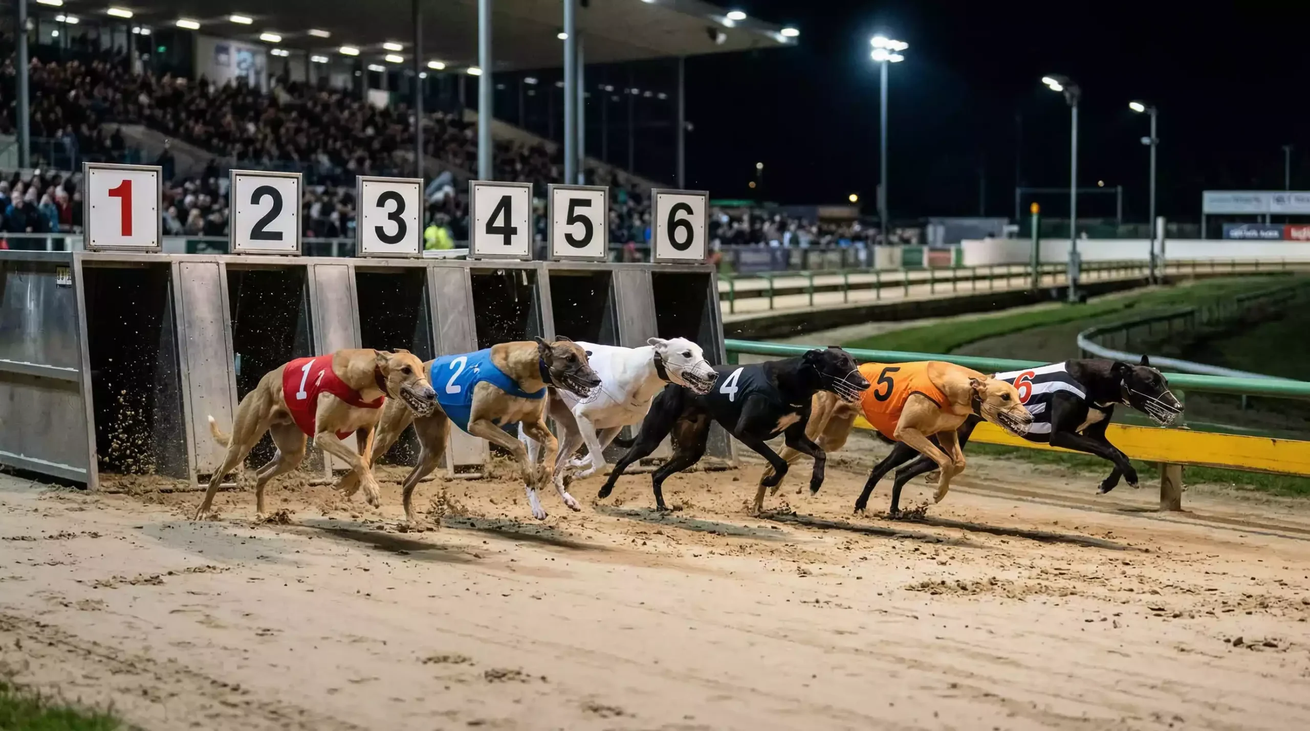 Six greyhounds breaking from starting traps at the beginning of a race