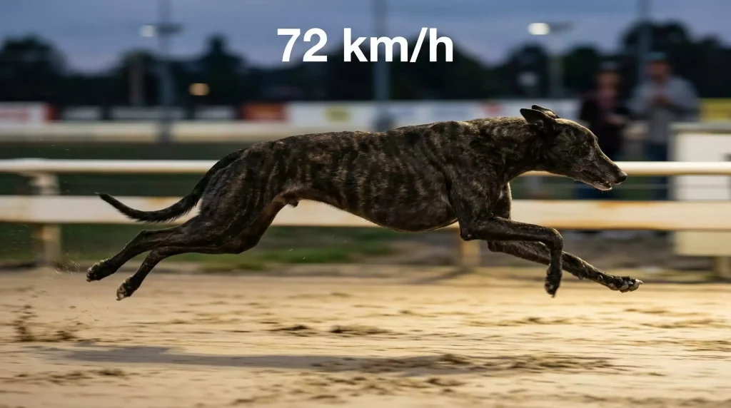 Greyhound in the double-suspension gallop with all four legs off the ground at full speed