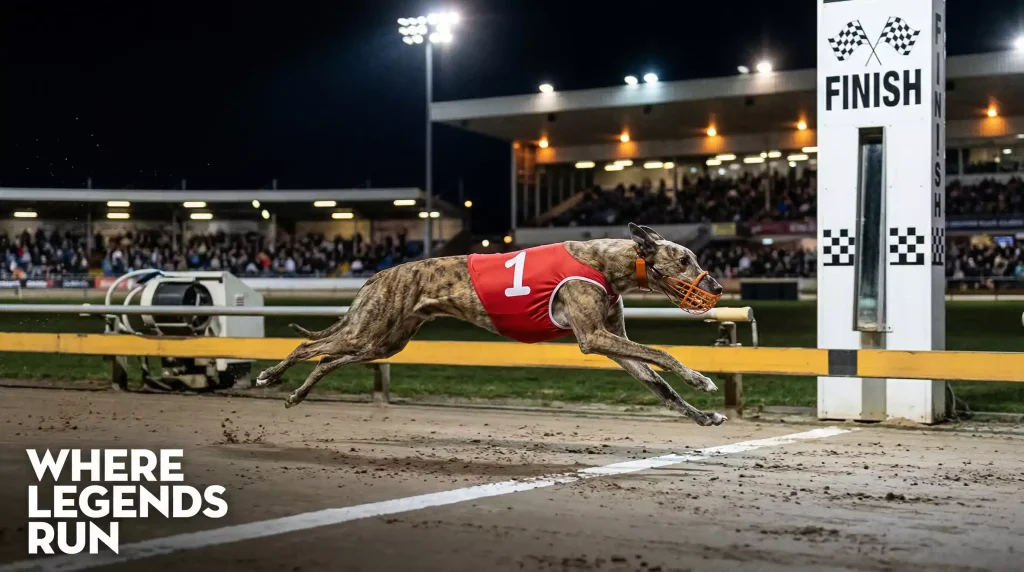 Major greyhound events at Nottingham – Derby night racing at Colwick Park